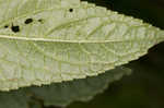 Heartleaf hedgenettle